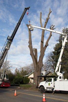A&E Arborists Tree Care