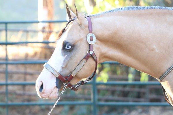 Aloha Aqha & Apha Spooks Guns N Ammo