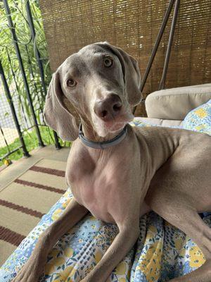 Aldy & LuLu’s Dog Gone Issues