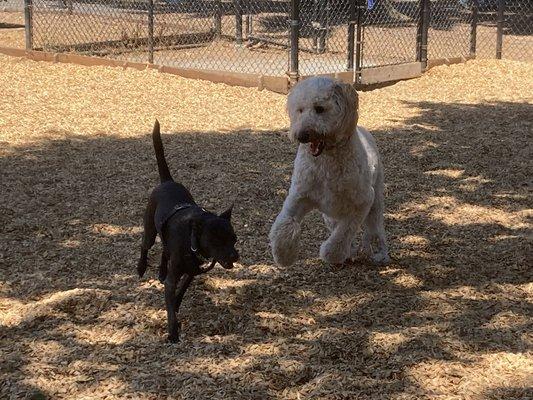Samantha’s Pet Boarding and Doggie Daycare