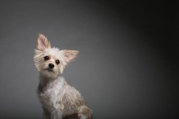 Furtographs Pet Portraiture