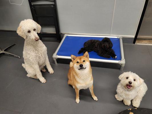 Sniff Dog Hotel