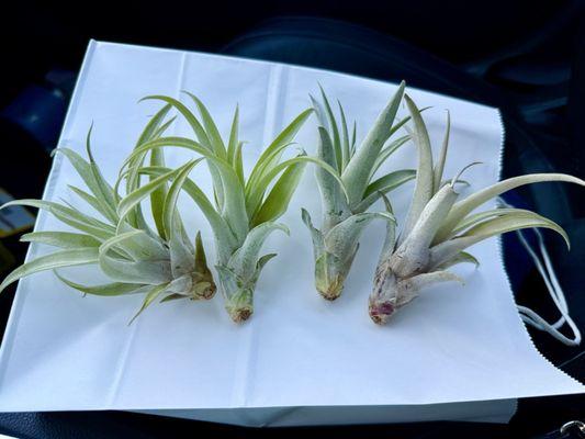 My new air plants!
