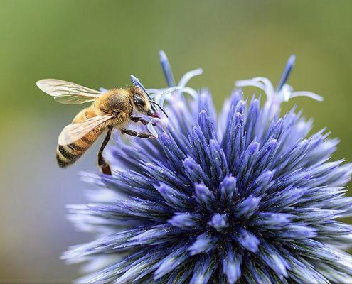 Using all of the medicines of the honey bee