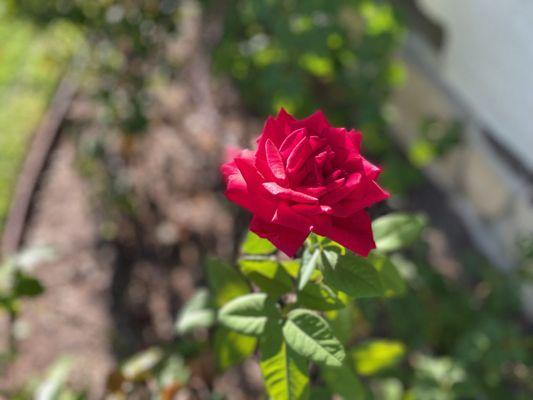 Happy Days Landscaping