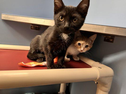 She even helped to socialize some foster kittens while we were gone!