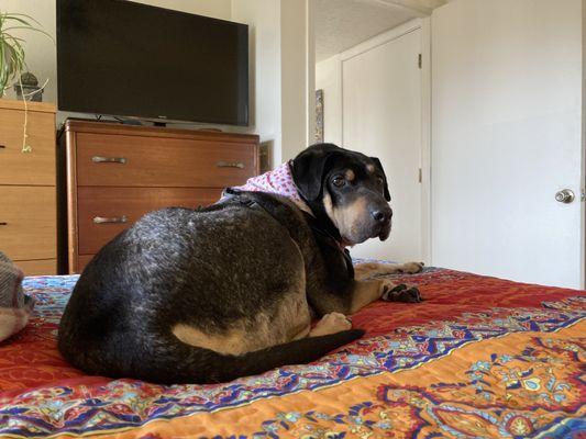 Groomingdales Pet Spa - San Antonio