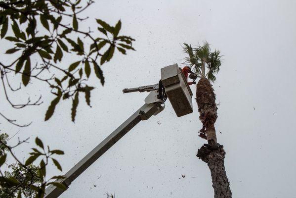 Commercial Tree Services