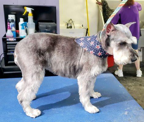 Top Dog Mobile Grooming