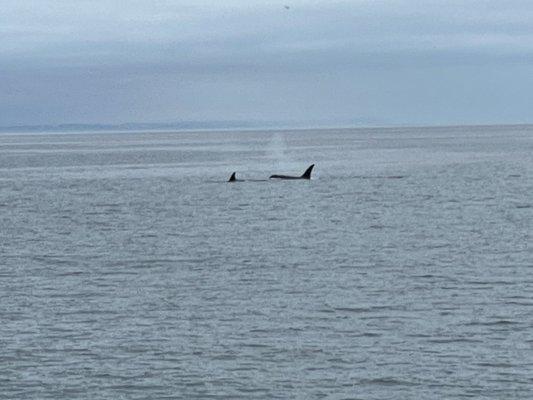 Orca Whale- San Juan Safari Tour (August 7, 2021)