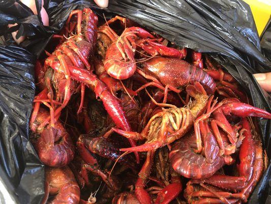 5 pounds of Crayfish, finger lickin good!
