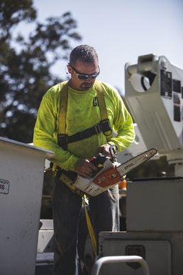 Louisiana Tree Services