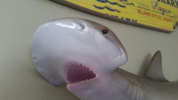 Skins & Scales Taxidermy