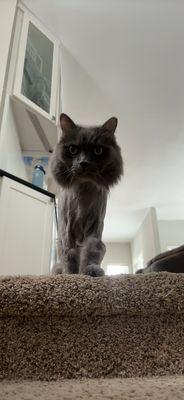 Cat Grooming Feline Specialist