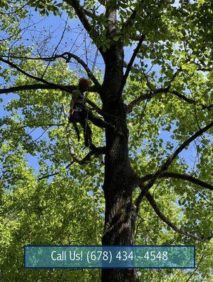 Southwest Tree Professionals