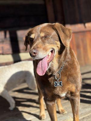 Foothills Animal Hospital