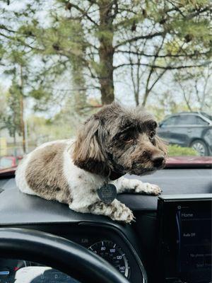 Have any Shih Tzu taken in the parking lot at Dirty Dog,?
