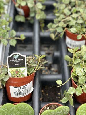 Frisella Nursery