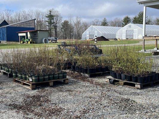 Feathered Frog Nursery