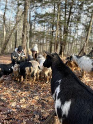 Into The Woods Farm Goat Adventure