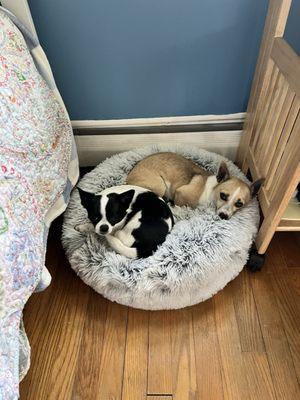 Shiloh Veterinary Hospital