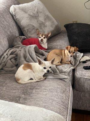 University Veterinary Care Center