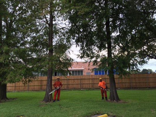 Pre logging, picture of Cypress