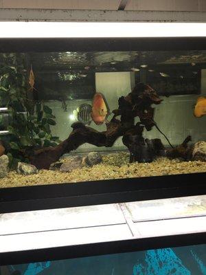Reptile Emporium & Aquatic Center