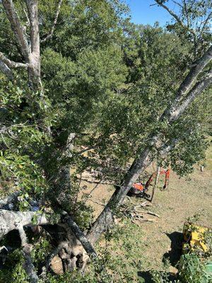 Hammer's Tree Service