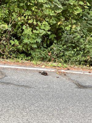 Fresh equestrian droppings