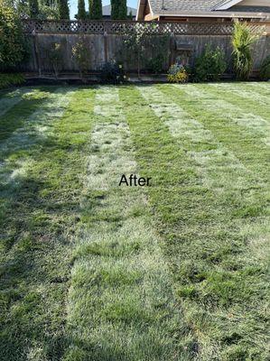 Adan’s Professional Landscaping And Farming Service