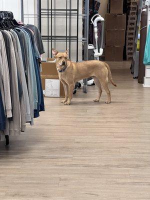 Showing me where the Maui Jims are.