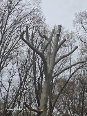 Velazquez Tree Service