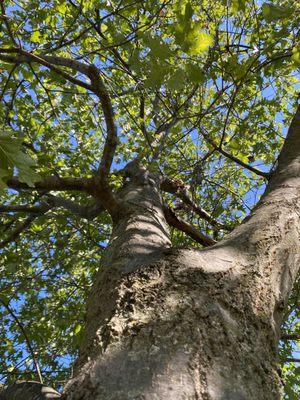 A Cut Above Tree Services