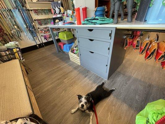 Firehouse Pet Shop - Puyallup