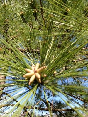 Collier's Ferry Park
