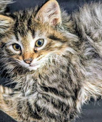 Eli's Animal Washer, Walker And Sitter