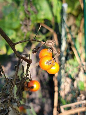 Guyte P. McCord Park