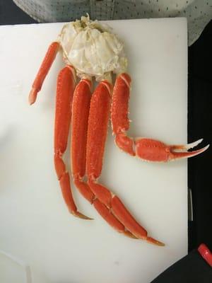 bomb Snow Crab