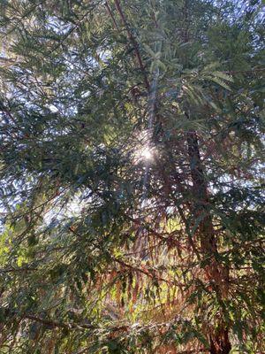 More beautiful trees