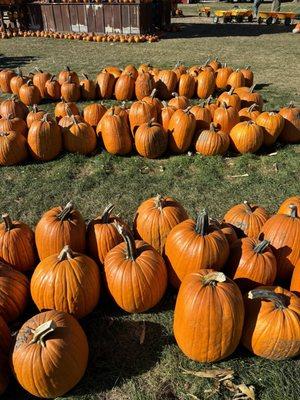 Small ($5), medium ($10), large ($15) pumpkin options