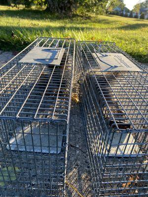 Incredible pest management