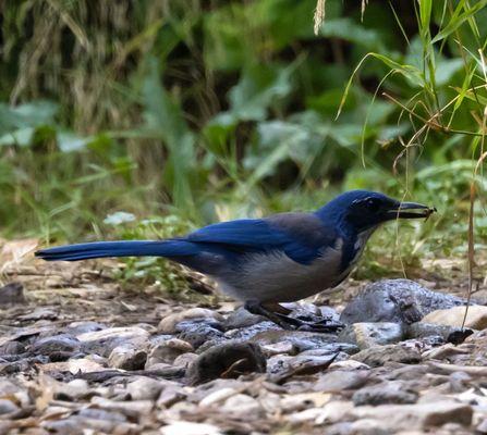 Santa Cruz Island Preserve