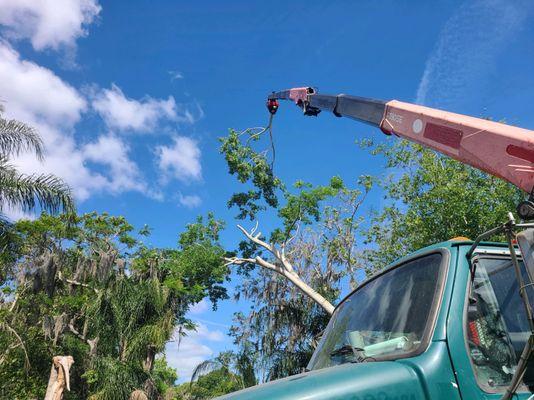 Monkey Business Tree & Crane Service