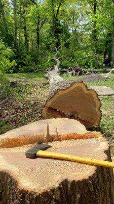 Family Tree Services