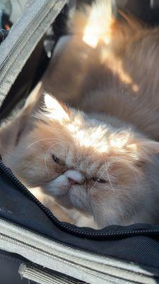 24th Street Animal Clinic