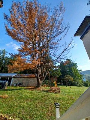 Shifflett Tree Service