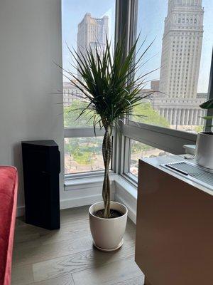 Dracaena plant
