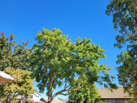 PJ Landscaping & Design