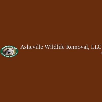 Asheville Wildlife Removal